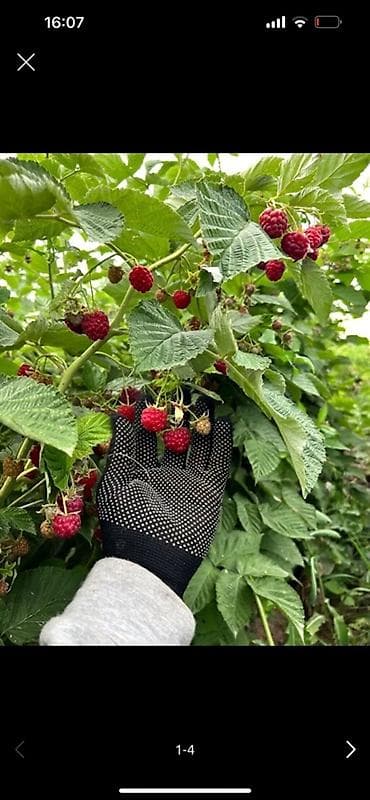 бойцовские петухи: Малина Оптом — 1