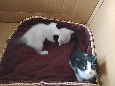 вещи для кота: Котята, помёт домашней кошки. На фото — несколько малышей разной — 3