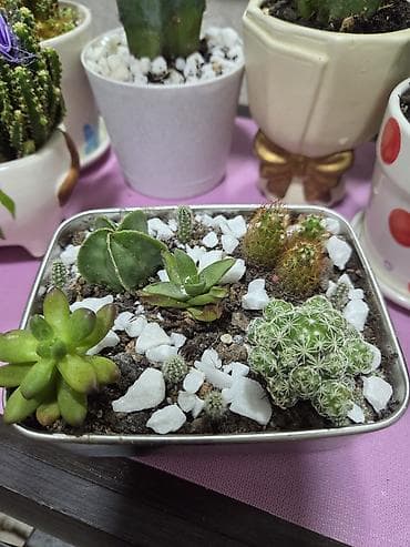 Коллекция комнатных суккулентов и кактусов в декоративных кашпо — 2
