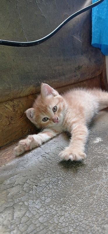 Продажа кошек: Котята от домашней кошки-скоттиш-фолд (вислоухая, рыжая — 8