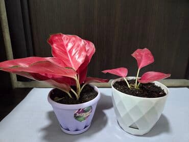 уличные растении: Шлюмбергера (декабрист, рождественский кактус) в горшке. - — 10