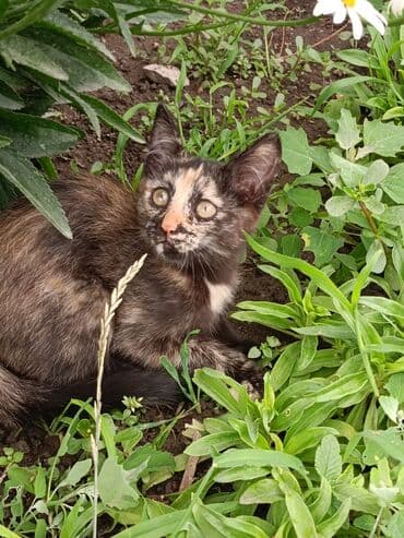 продам домик для кошки: Кошка даром: Беспородная, 2 месяца, Девочка, Приучена к лотку, Проглистована — 2
