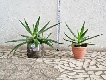 алоэ вера форевер: "Алоэ-Вера" Продаю бoльшой Алоэ-Вера 🌱 Вoзрaст: - 5ти летки. В — 8