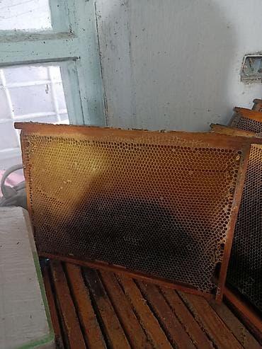 био мёд: Пчелиные рамки с сотами для ульев.Дадан - Деревянная рамка — 1