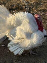 сколько стоит шотландская вислоухая кошка: Продаю | Индюк (самец), Индюшка (самка) | Северокавказская | На забой | Племенные — 3