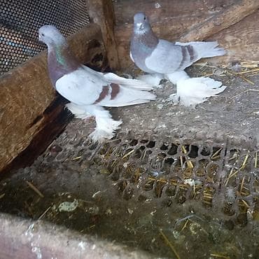 перепелка купить бишкек: Пара сиреневых 3000 окончательно — 1