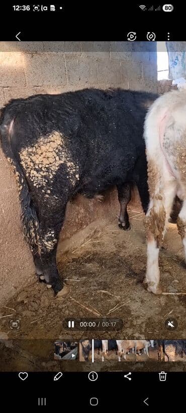 дойних коров: Продаю | Бык (самец) | Полукровка | На откорм | Привязанные — 5