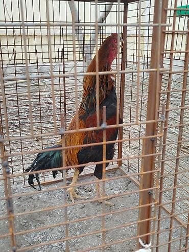 поставщики кормов для животных бишкек: Дакан тулок короз сатылат активный вес 4 .500 кг алмашу жолдору бар — 3