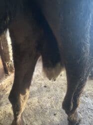 купить восточно европейскую овчарку: Продаю | Корова (самка) | Полукровка | Для молока | Привязанные — 5