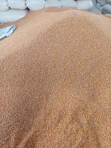 кошка домик: Кукуруза.жугору!50 тон — 2