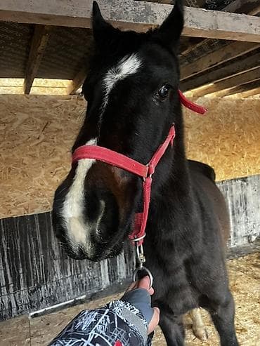 белый брама: Продаю | Конь (самец), Жеребец | Полукровка | Конный спорт — 4