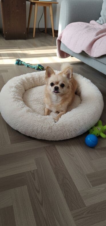 уй баласы менен: Продаются девочка чихуахуа в очень ответственные руки, 11 месяцев — 1