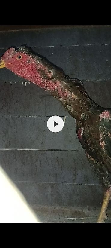 Животные: Продаю | Петух | Бойцовая | Для разведения — 1