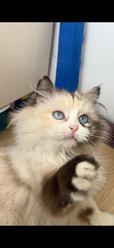 Табылган жана жоголгон мышыктар: Перс, 8 айлык, Ургаачы, Лотокко барууга үйрөтүлгөн — 4