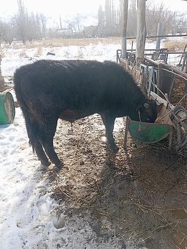 Продаю | Бык (самец) | На откорм