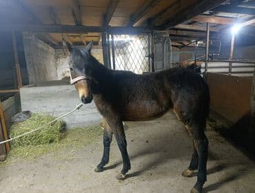 Аквариумы: Продаю | Жеребец | Рабочий — 4