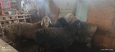 бодоно бишкек: Сатам | Кочкор (эркек) | Союуга | Бычылган — 3