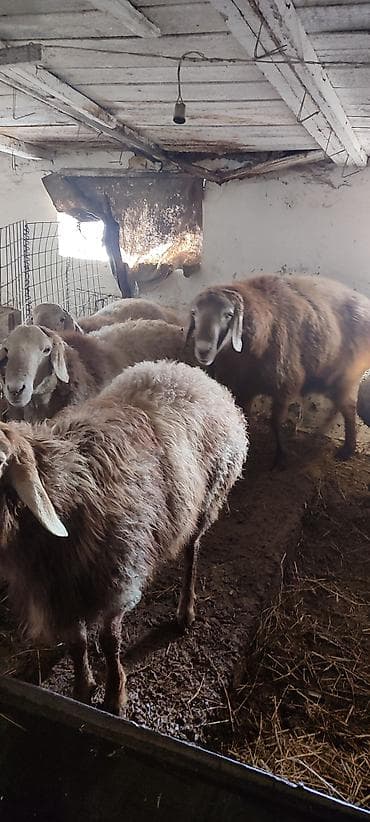 Продаю | Баран (самец) | На забой, Для разведения, Для шерсти | Кастрированные, Осеменитель