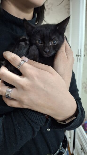 египетская кошка 2021 оригинал: Котята в добрые руки 2 месяца маму тоже отдаём в добрые руки девочка — 7
