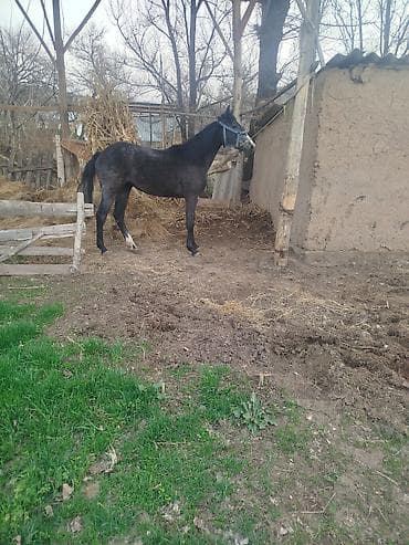 купить щенка русского спаниеля: Продаю | Кобыла (самка) | Конный спорт — 2