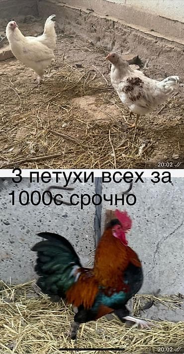 Продаю | Петух | Для разведения at lalafo.kg Продаю | Петух | Для разведения