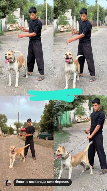 мышык сатылат: Пёс крупного атлетичного типа, окрас палевый с белыми отметинами — 10