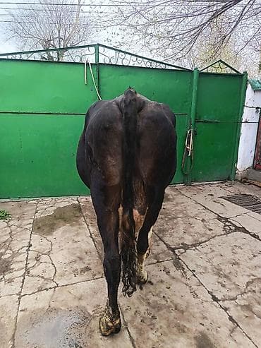 ош мышык: Сатам | Уй (ургаачы) | Сүт алуу үчүн | Байланган — 2