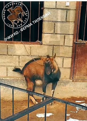 дикаративные кролики: Продаю | Козёл (самец) | Для разведения — 3