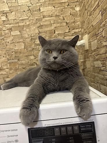 шотландская кошка цена бишкек: Британский короткошёрстный кот, окрас голубой (плотный серый) — 3