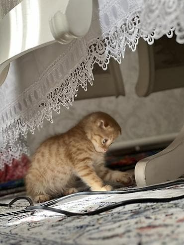 кошка манас: Рыжий шотландский вислоухий котёнок - Окрас: тёплый рыжий (ред-табби) — 1