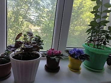 кухо: Комнатные растения в горшках — коллекция для дома или офиса. В — 1