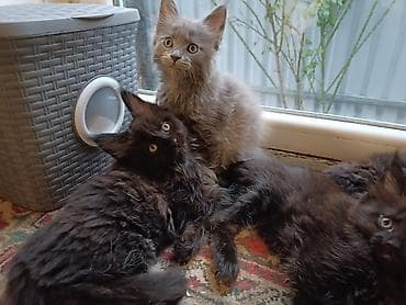 кошку: Котята мейн-кун - Окрас: чёрный дым, чёрный; есть котята — 6