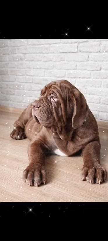 мастиф собака: Неаполитанские мастифы Описание: - Массивные, мощные собаки с — 1