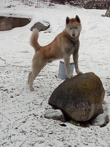 Продажа собак: Хаски, 2 месяца, Самец, С родословной — 3