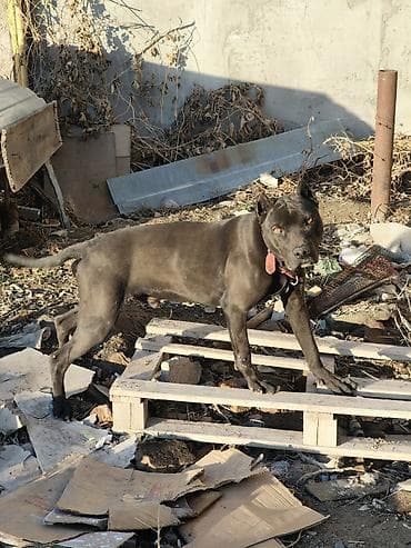 Иттер сатылат: Срочно питбуль Собака, кобель, крупного атлетичного типа. Окрас — 1
