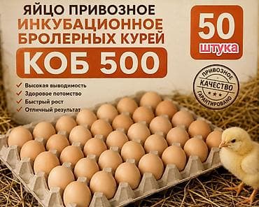 инкубатор золушка: Продаю | Инкубационные яйца | КОББ 500 | Для разведения — 1