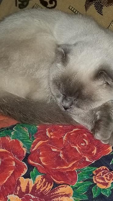 Продажа кошек: Шотландская вислоухая кошка (Scottish Fold) Девочка и Мальчик - — 3