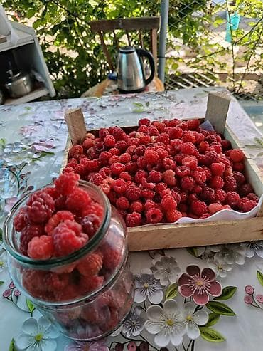 балык кумар: Малина Самовывоз — 4