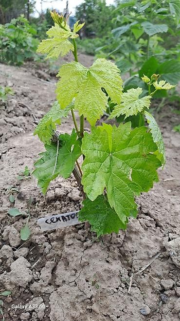 здоровое пртание: Саженцы винограда (разные сорта) - Молодые укоренённые кустики — 1