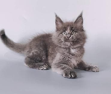 коты белый: Мейн-кун, 1 месяц, Мальчик, Черный, Приучена к лотку, Проглистована, С документами — 9