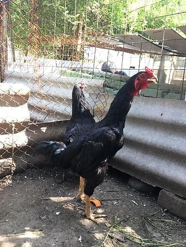 золотой ворон: Продаю | Петух | Бойцовая | Для разведения — 1