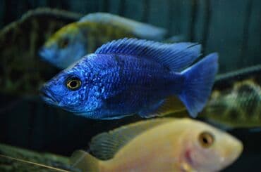 сколько стоит сиамская кошка в сомах: Продаю крупных цихлид (взрослые, от 16 см) : 1. Золотистый Леопард 2 — 2