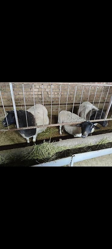 собаки авчарка: Продаю | Овца (самка) | Для разведения | Племенные — 10