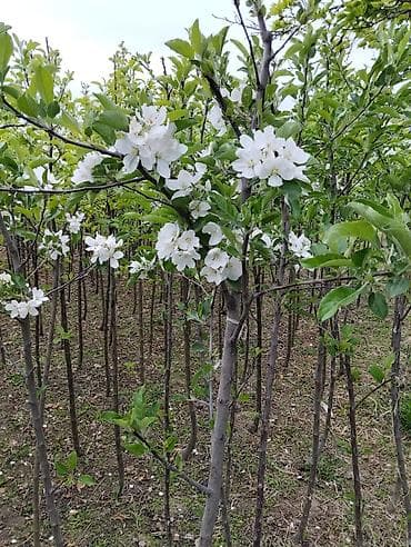 оптом пияз: Саженцы яблони .Сорт Голоден Делишес.Возраст 4 года.Отличное — 8