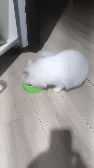 Услуги ветеринара: Белоснежная пушистая кошка с длинной шелковистой шерстью и густым — 8