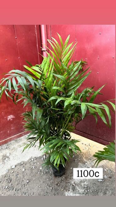 орхидеи в горшке купить с доставкой: Комнатные цветы — 7