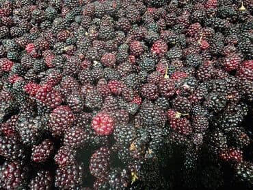 цены на труба квадрат в бишкеке: Ежевика В розницу — 4