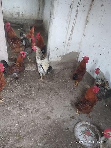для птицы: Зынк короздор бар. бир жаш. 900 сомдон. семиздери бар. арзан болбойт — 3