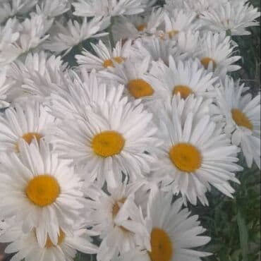 уф печать оборудование: Эхинацея - 250 сом. Эхинацея белая - 350 сом. Флоксы - 300 сом — 14