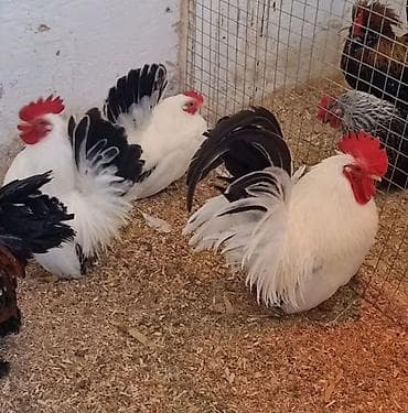 ко шомо: Продаю | Куры, Петух — 2